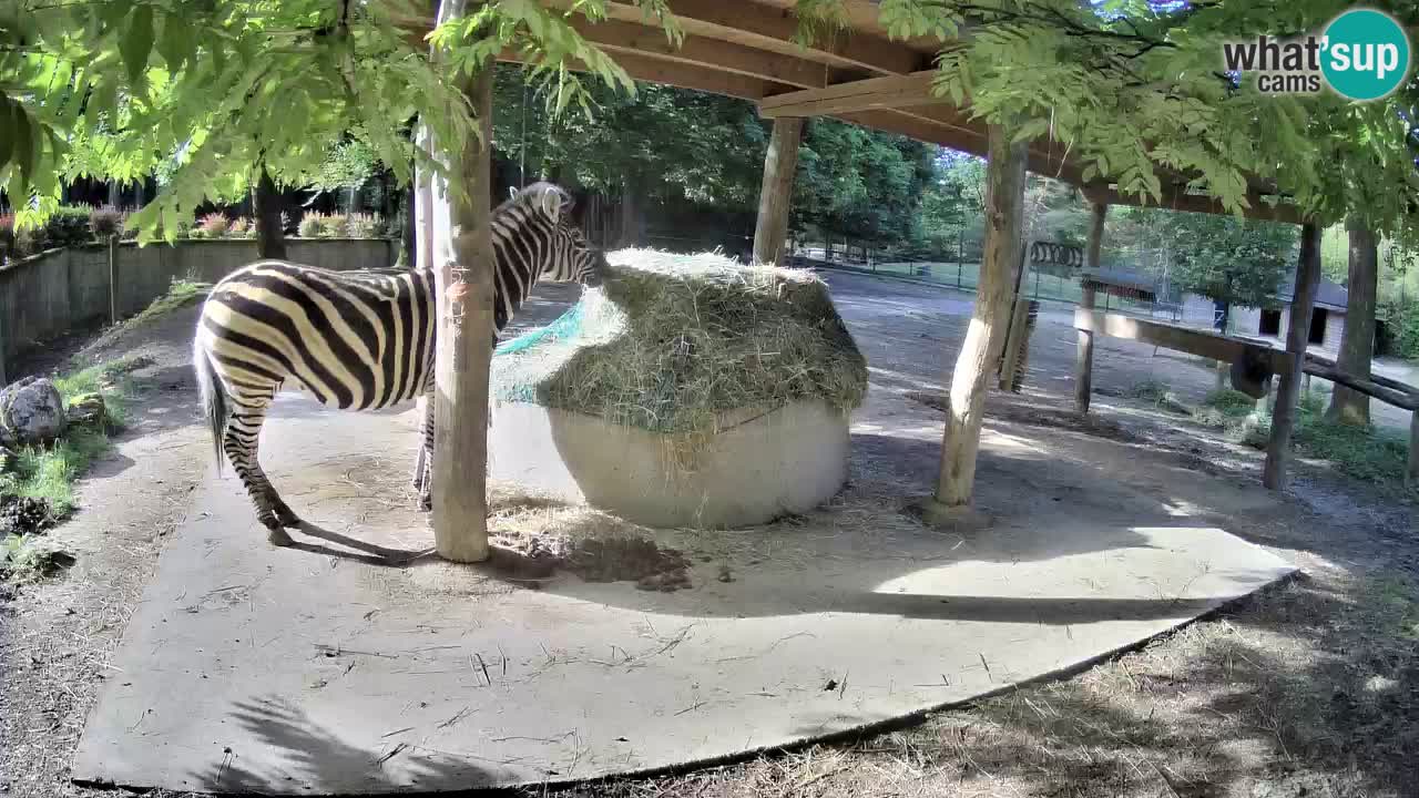 Le Zebre nello ZOO di Ljubljana – Slovenia Live webcam