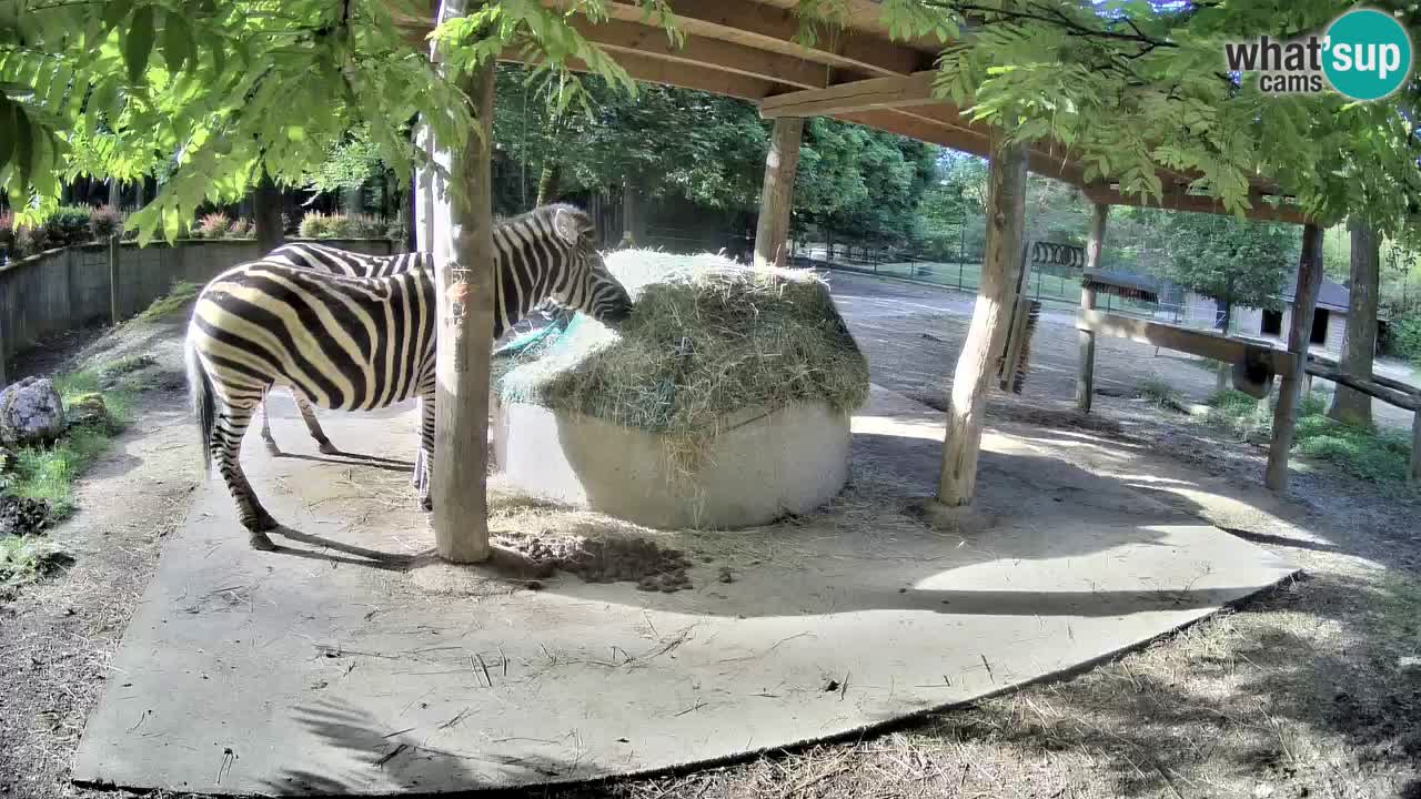 Le Zebre nello ZOO di Ljubljana – Slovenia Live webcam
