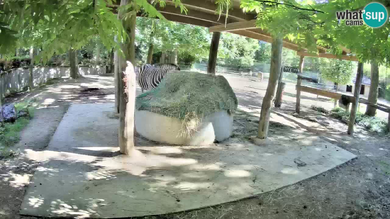 Zebre v živo v živalskem vrtu Ljubljana ZOO spletne kamere