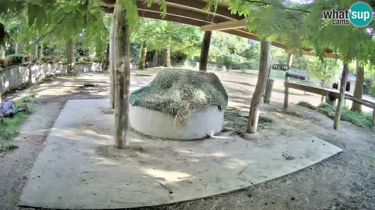 Web kamera uživo Zebras u ZOO Ljubljana – Slovenija