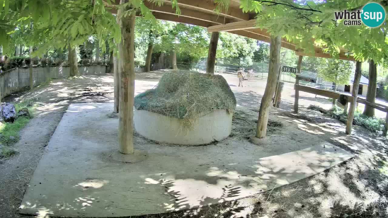 Le Zebre nello ZOO di Ljubljana – Slovenia Live webcam