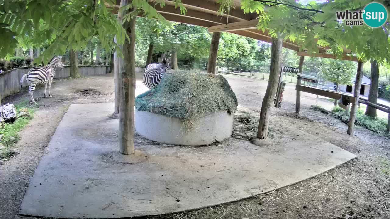 Web kamera uživo Zebras u ZOO Ljubljana – Slovenija