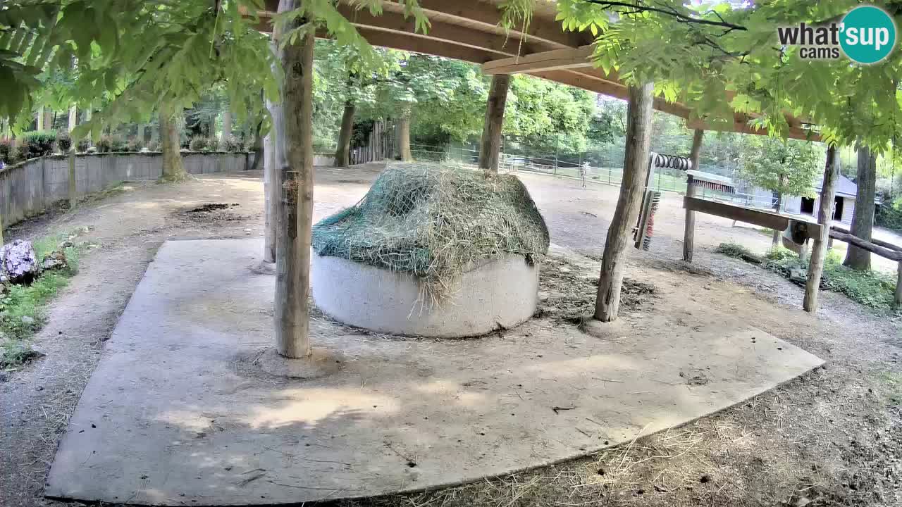 Live webcam Zebras in Ljubljana ZOO – Slovenia