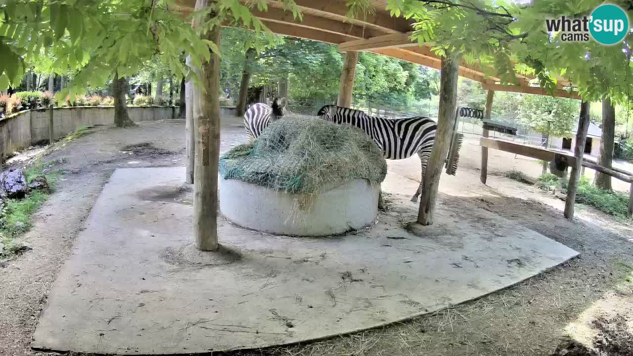 Web kamera uživo Zebras u ZOO Ljubljana – Slovenija