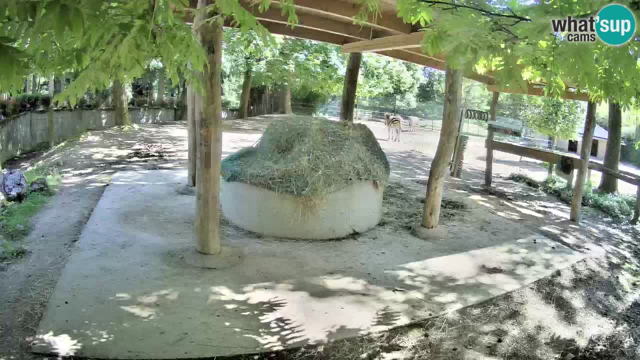 Live webcam Zebras in Ljubljana ZOO – Slovenia