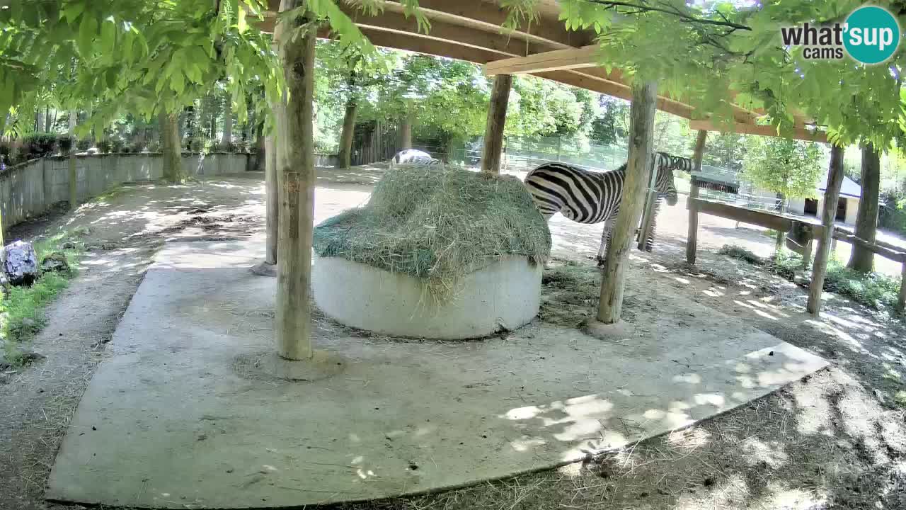 Live Webcam Zebras in Ljubljana ZOO – Slowenien