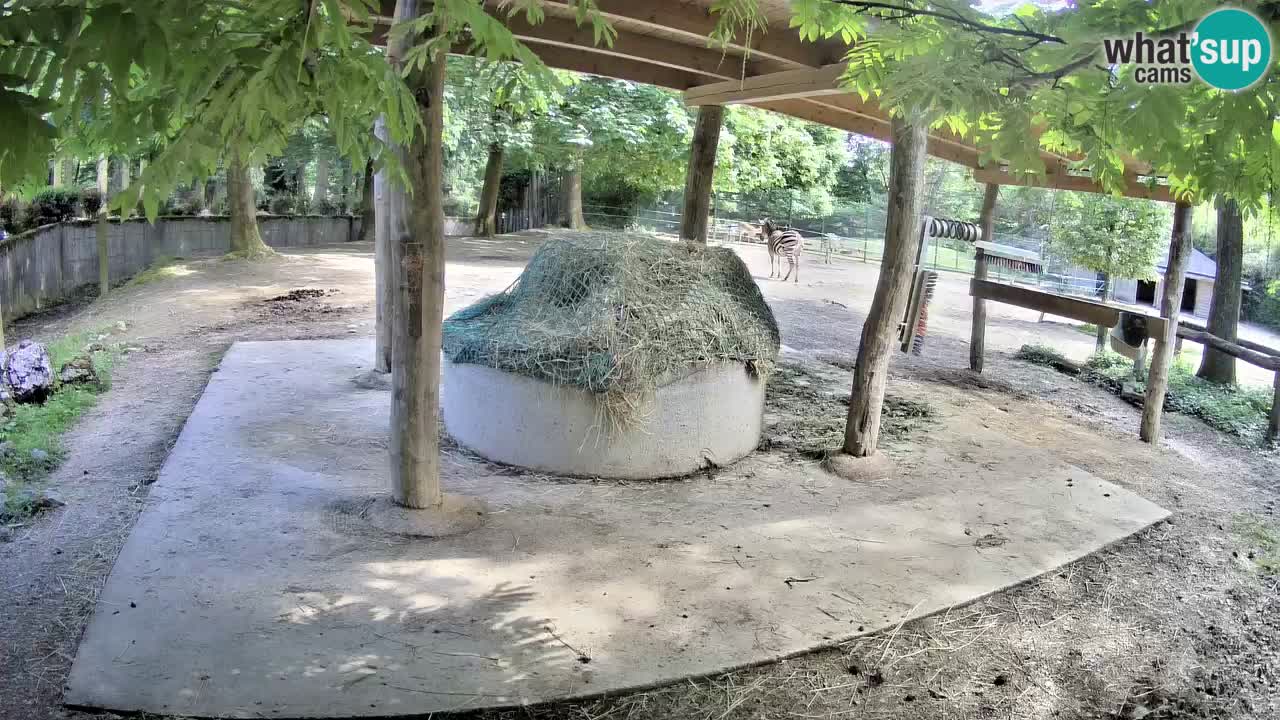 Live webcam Les zèbres in Ljubljana ZOO – Slovénie