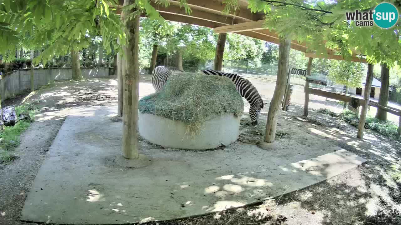 Live webcam Les zèbres in Ljubljana ZOO – Slovénie