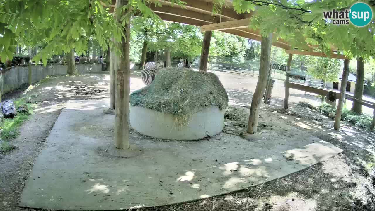Live webcam Les zèbres in Ljubljana ZOO – Slovénie