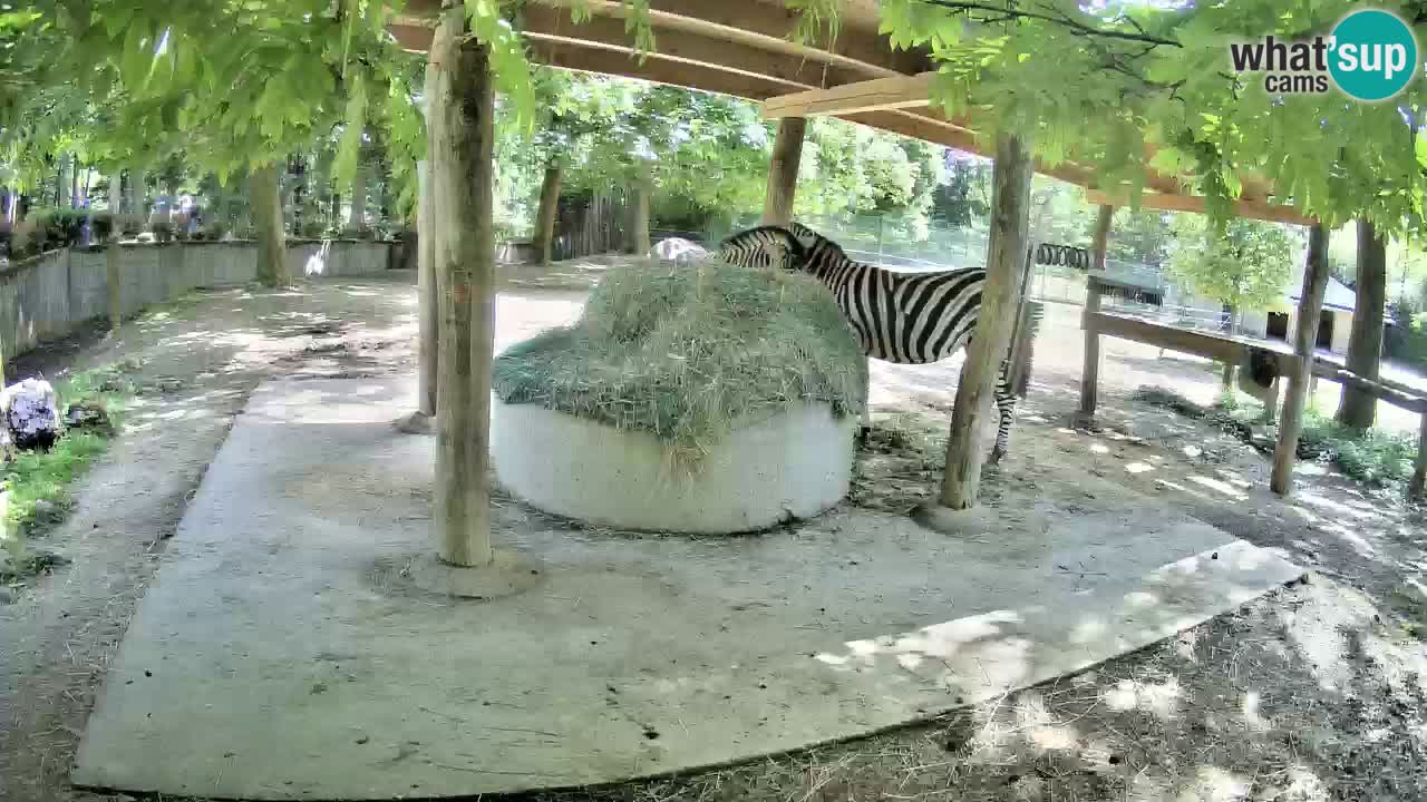 Zebre v živo v živalskem vrtu Ljubljana ZOO spletne kamere