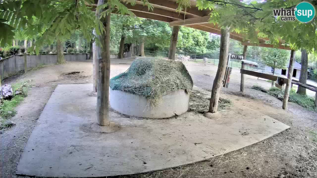 Live Webcam Zebras in Ljubljana ZOO – Slowenien