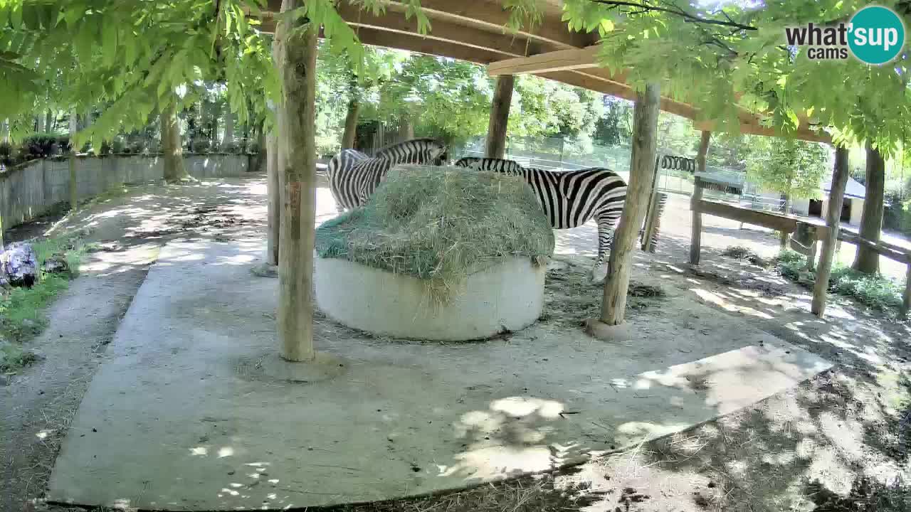 Web kamera uživo Zebras u ZOO Ljubljana – Slovenija