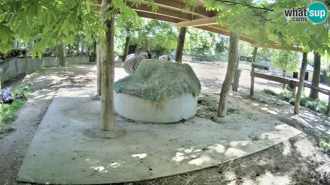 Live webcam Zebras in Ljubljana ZOO – Slovenia