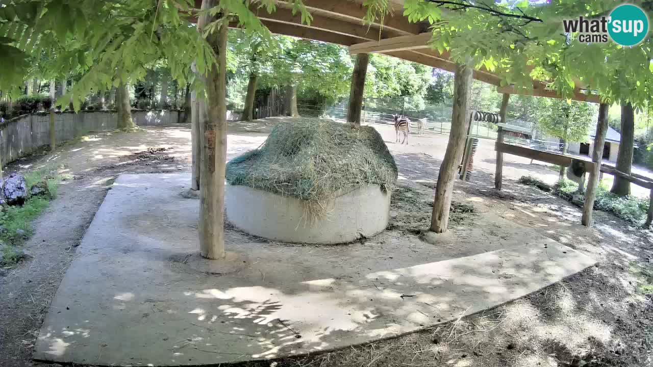 Live Webcam Zebras in Ljubljana ZOO – Slowenien