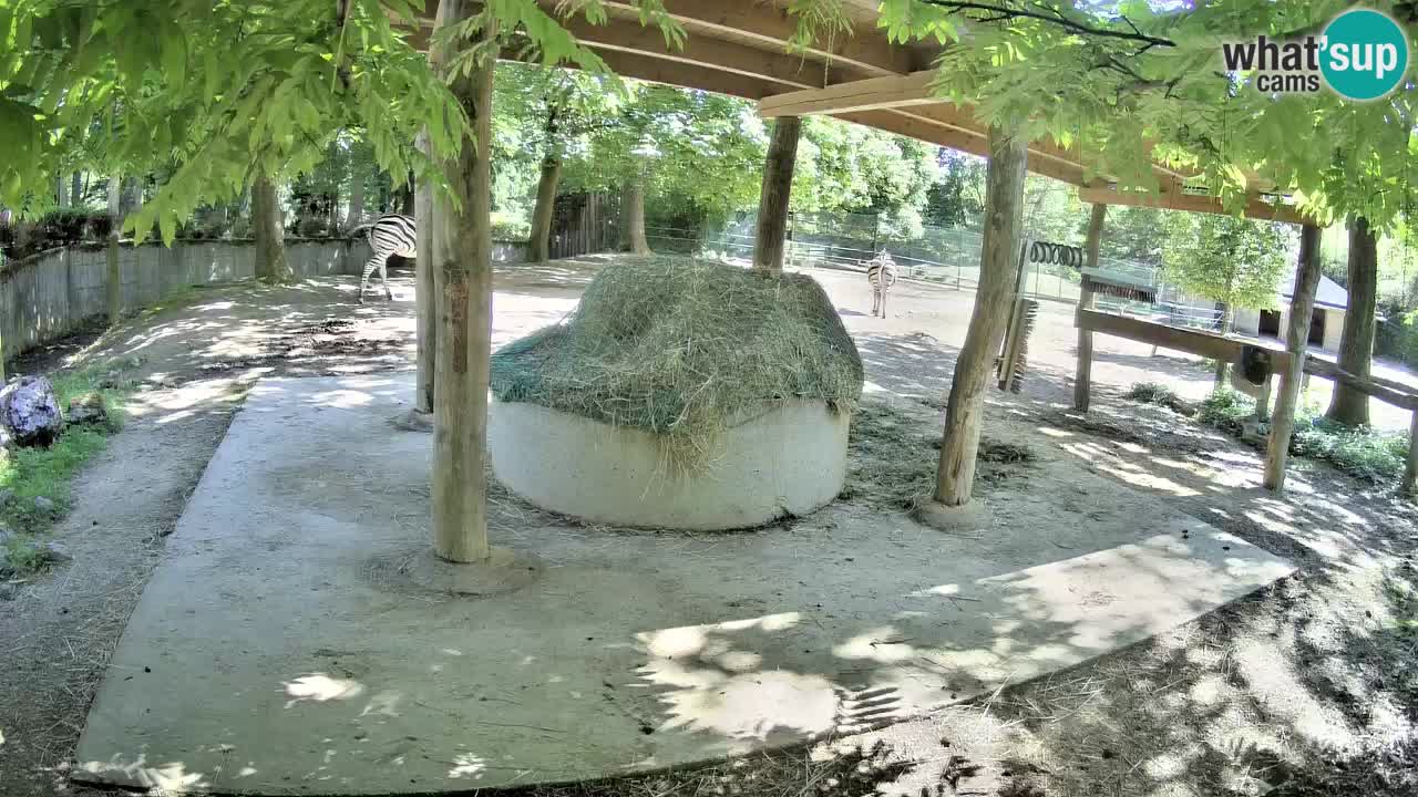 Camera en vivo Cebras in Ljubljana ZOO – Eslovenia