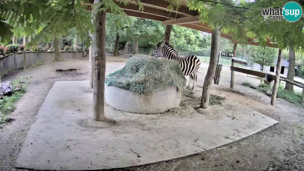 Zebre v živo v živalskem vrtu Ljubljana ZOO spletne kamere