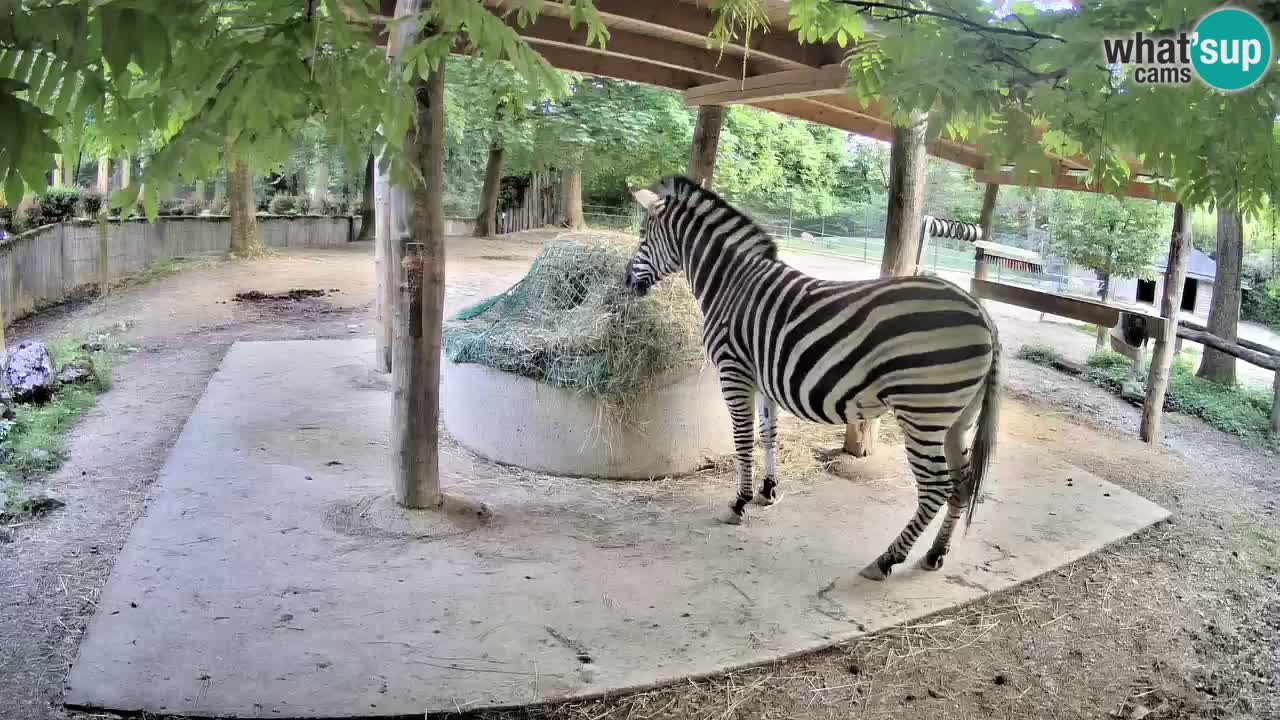 Live webcam Zebras in Ljubljana ZOO – Slovenia