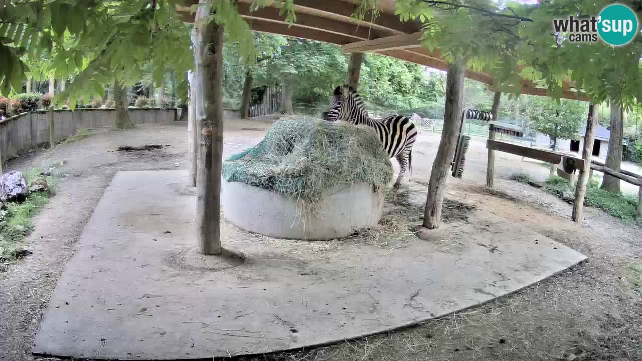 Live Webcam Zebras in Ljubljana ZOO – Slowenien