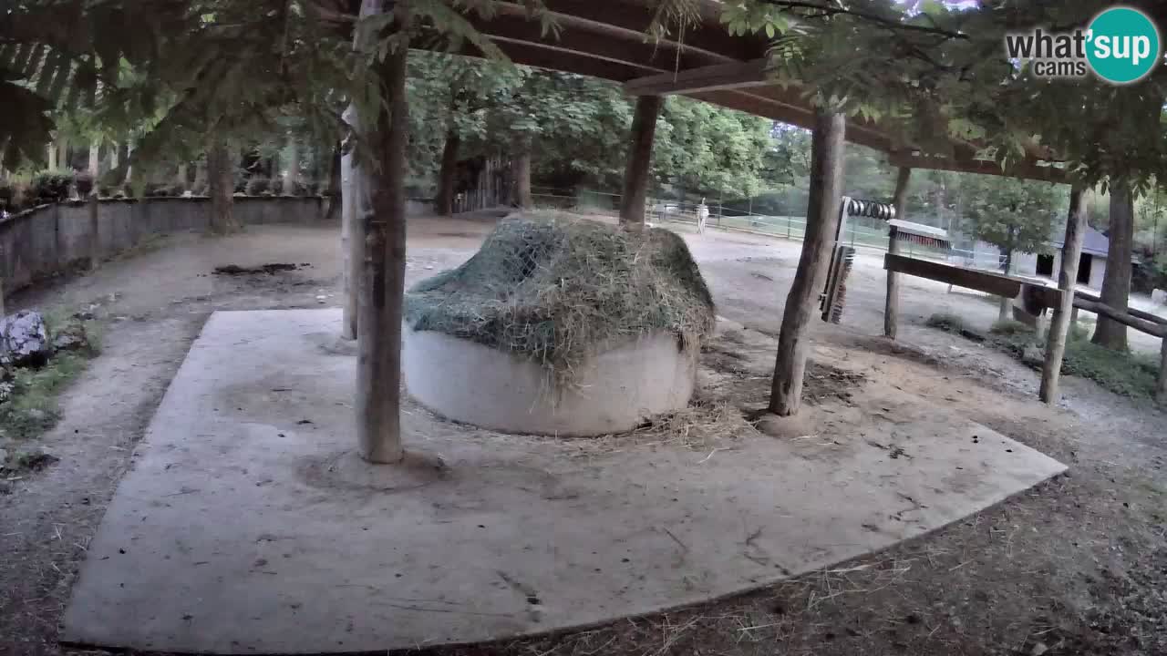 Live webcam Zebras in Ljubljana ZOO – Slovenia