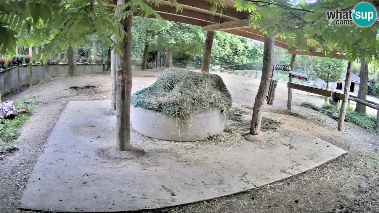 Live Webcam Zebras in Ljubljana ZOO – Slowenien