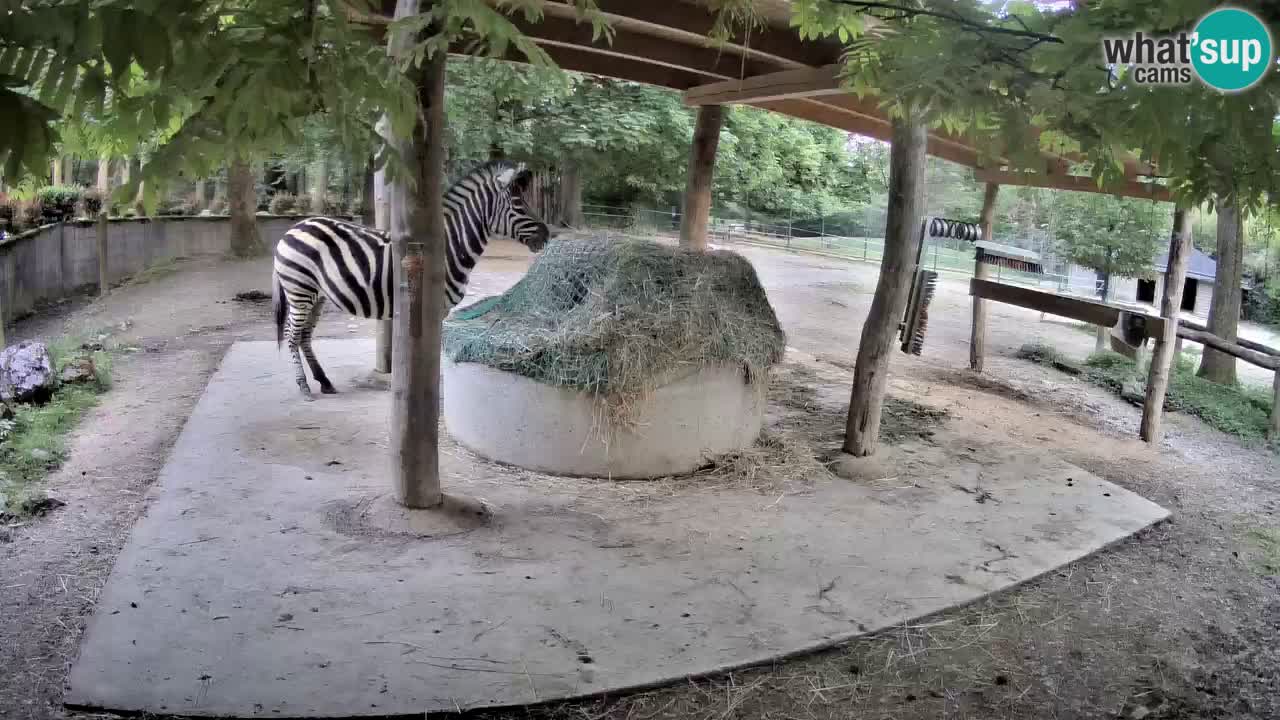 Zebre v živo v živalskem vrtu Ljubljana ZOO spletne kamere