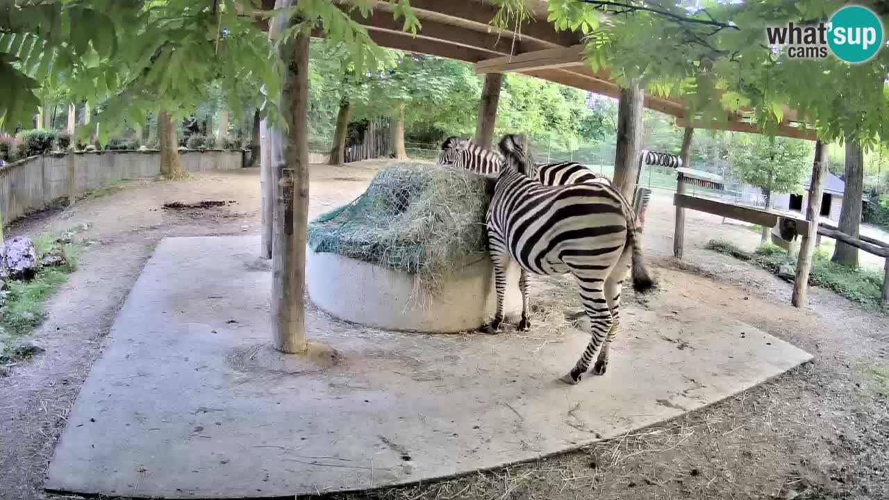 Live Webcam Zebras in Ljubljana ZOO – Slowenien