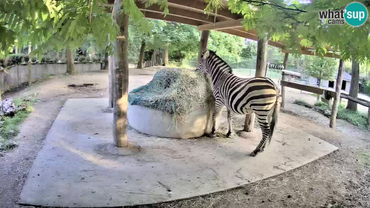 Zebre v živo v živalskem vrtu Ljubljana ZOO spletne kamere