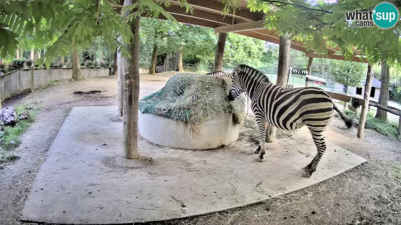 Live webcam Zebras in Ljubljana ZOO – Slovenia