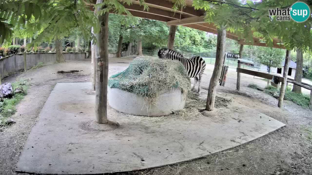 Live Webcam Zebras in Ljubljana ZOO – Slowenien