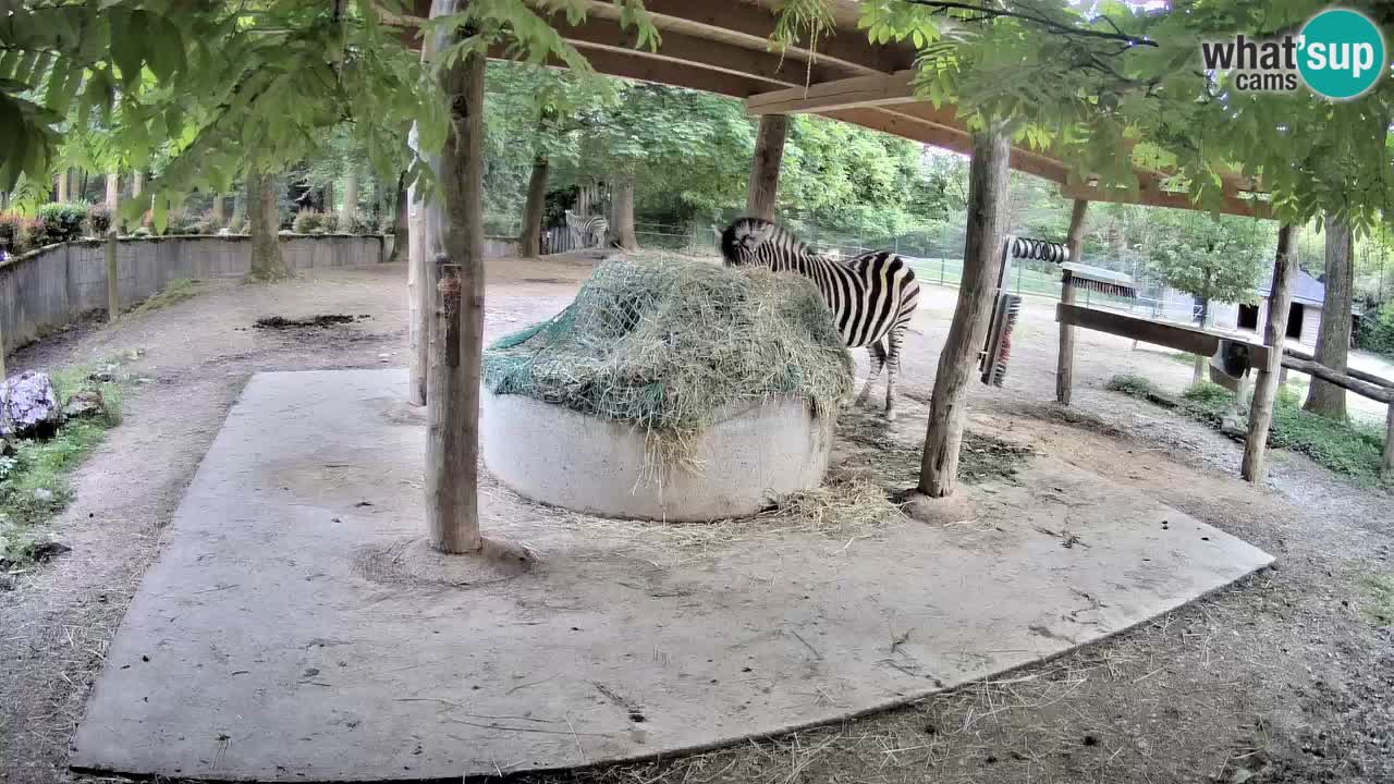 Live webcam Zebras in Ljubljana ZOO – Slovenia