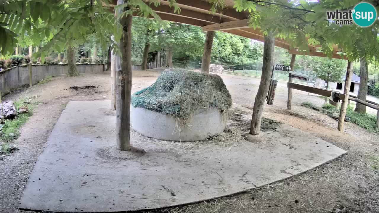 Camera en vivo Cebras in Ljubljana ZOO – Eslovenia