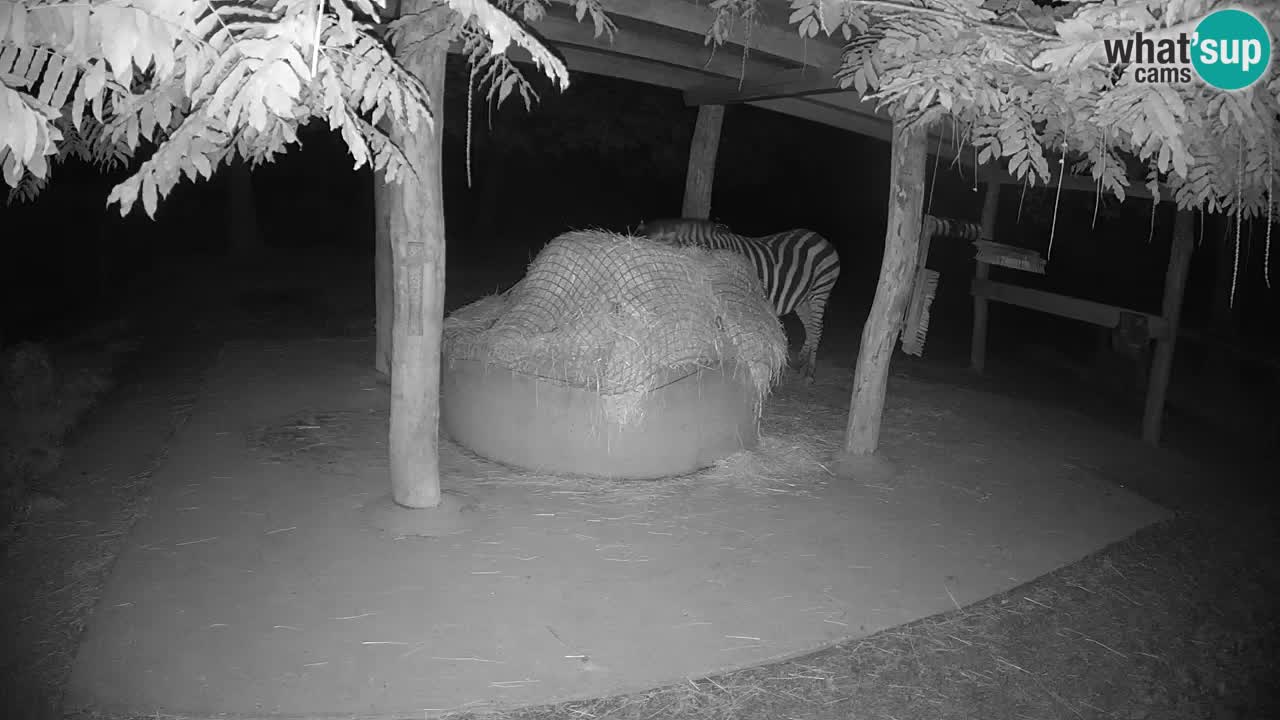 Le Zebre nello ZOO di Ljubljana – Slovenia Live webcam