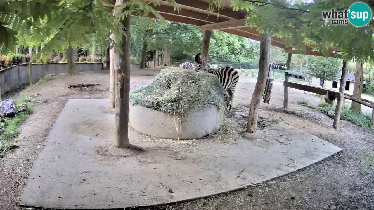 Live webcam Les zèbres in Ljubljana ZOO – Slovénie