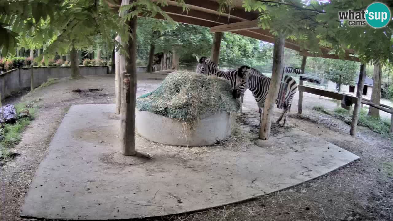 Web kamera uživo Zebras u ZOO Ljubljana – Slovenija