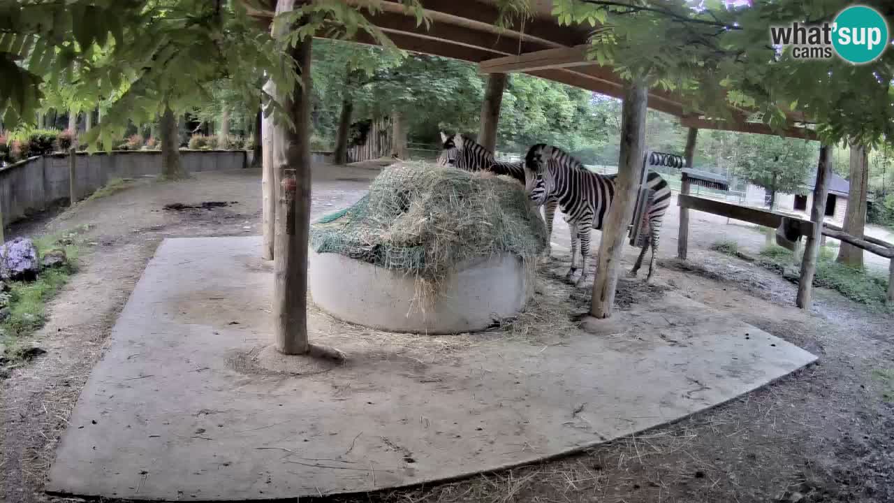 Live webcam Zebras in Ljubljana ZOO – Slovenia