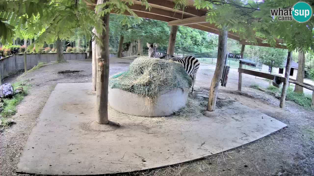 Live Webcam Zebras in Ljubljana ZOO – Slowenien