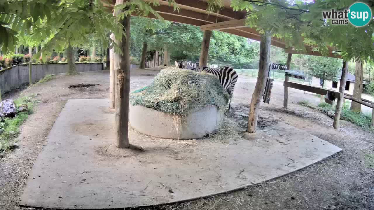 Live webcam Zebras in Ljubljana ZOO – Slovenia