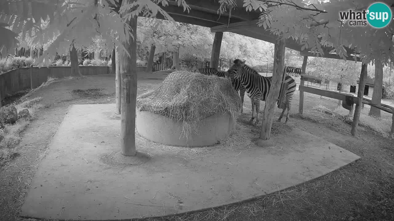 Web kamera uživo Zebras u ZOO Ljubljana – Slovenija