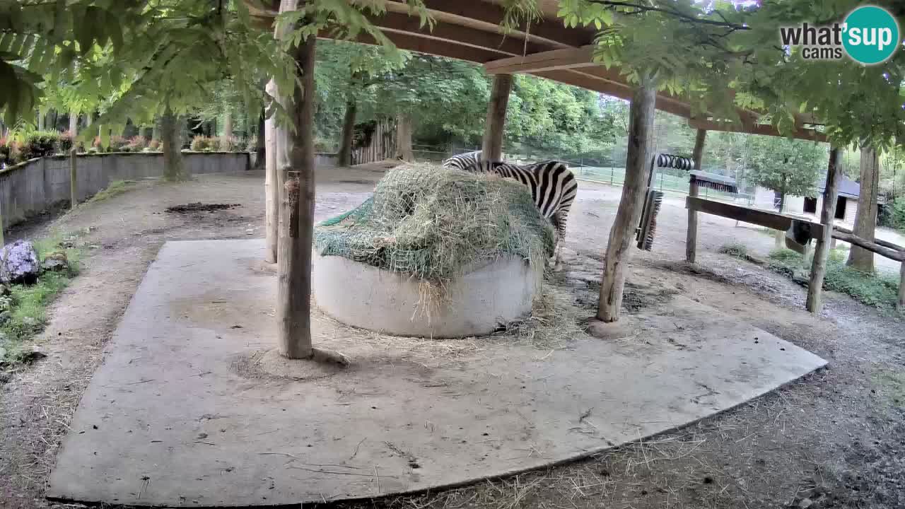 Le Zebre nello ZOO di Ljubljana – Slovenia Live webcam