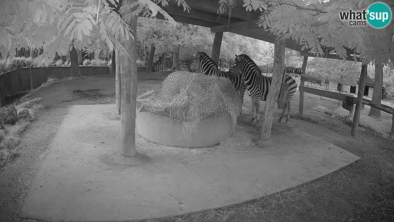 Live Webcam Zebras in Ljubljana ZOO – Slowenien