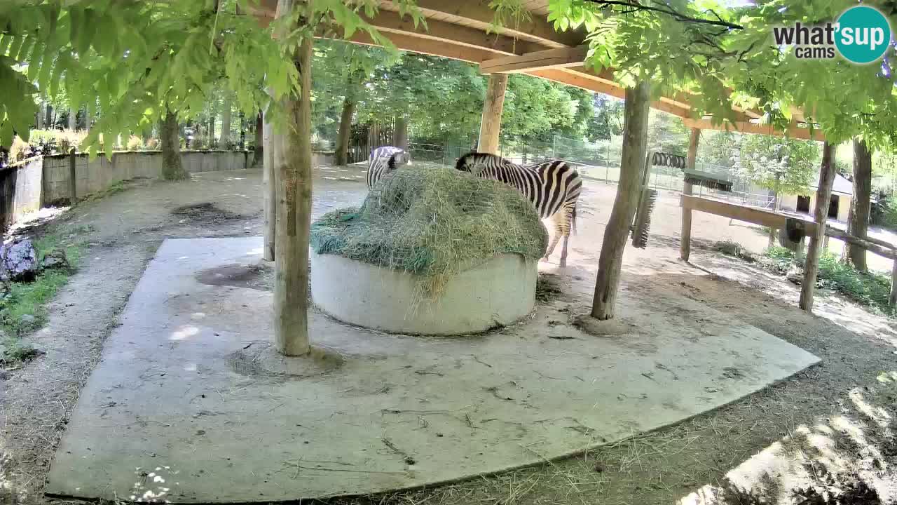Camera en vivo Cebras in Ljubljana ZOO – Eslovenia