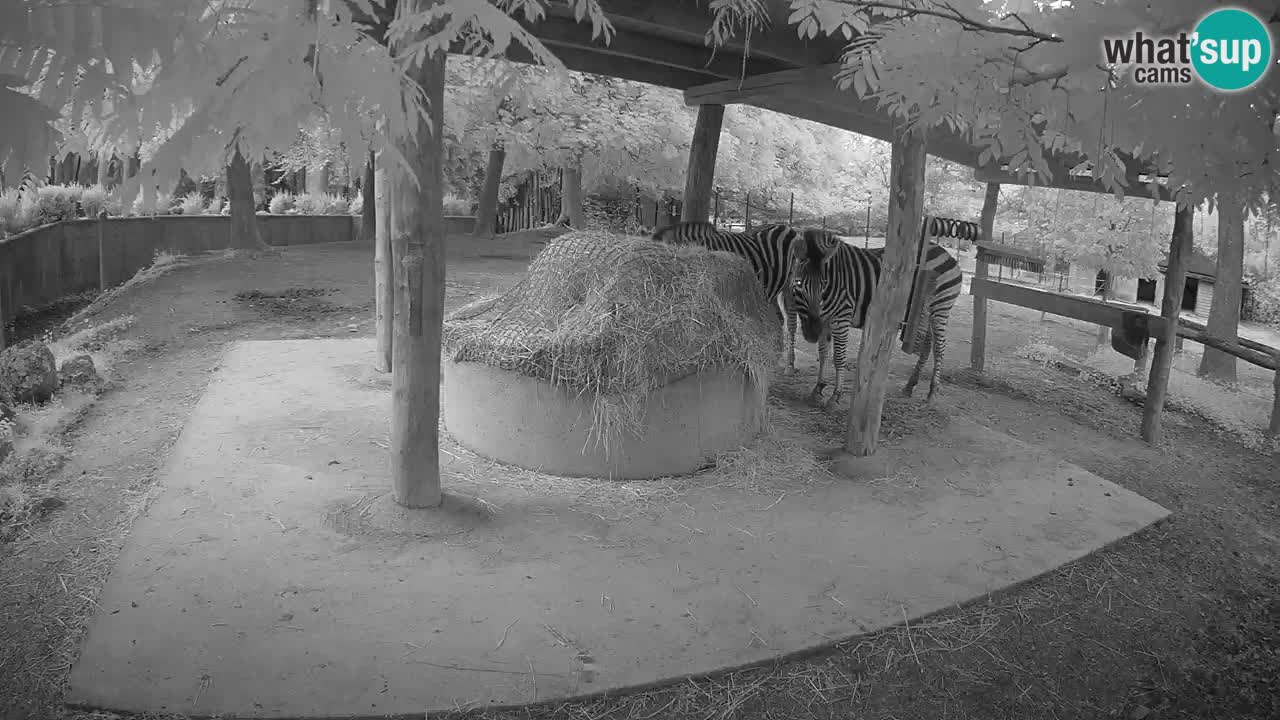 Live webcam Zebras in Ljubljana ZOO – Slovenia