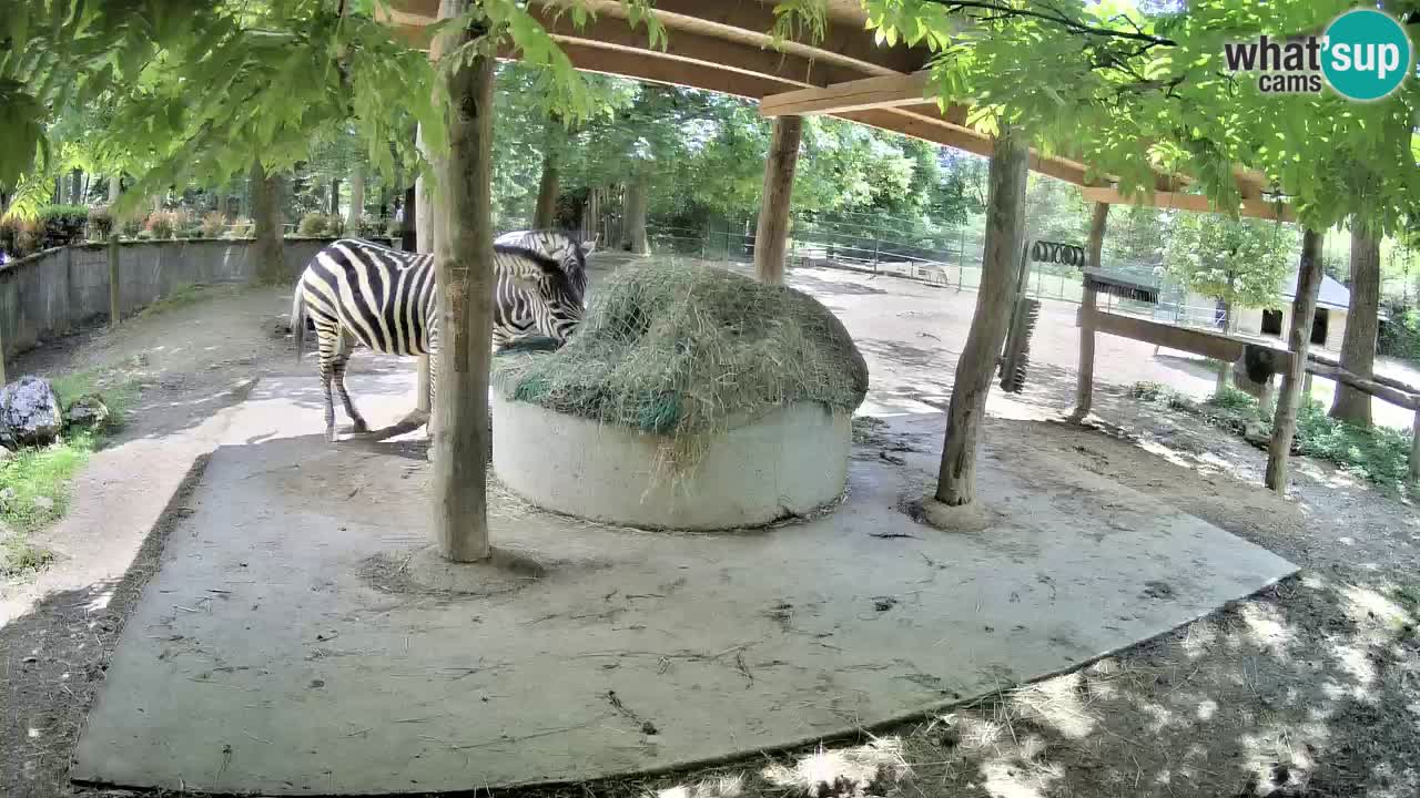 Live webcam Les zèbres in Ljubljana ZOO – Slovénie