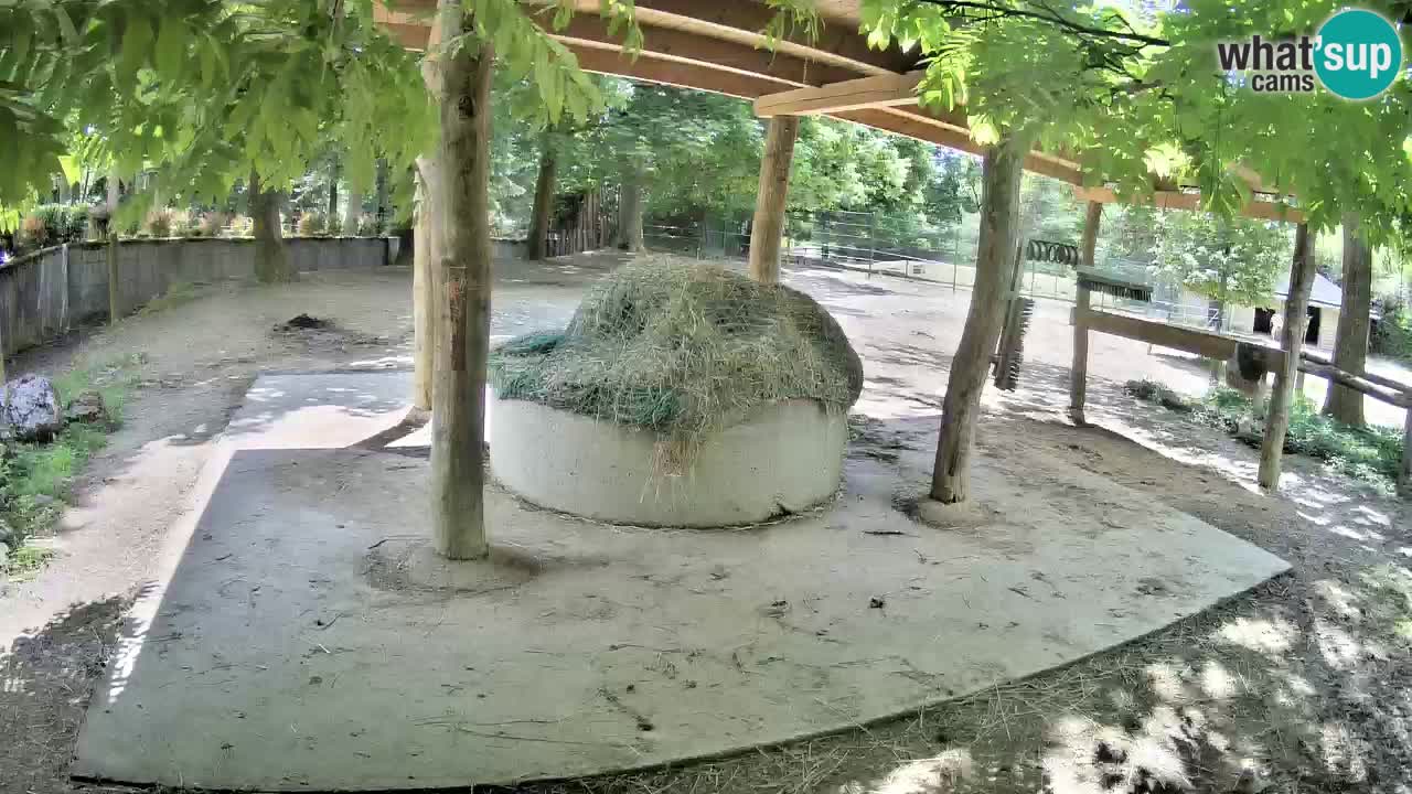 Camera en vivo Cebras in Ljubljana ZOO – Eslovenia