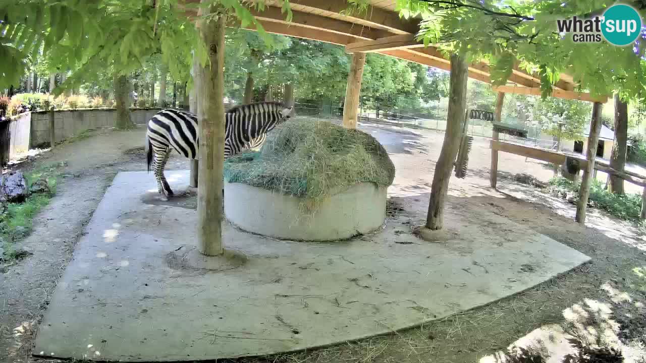 Live webcam Zebras in Ljubljana ZOO – Slovenia