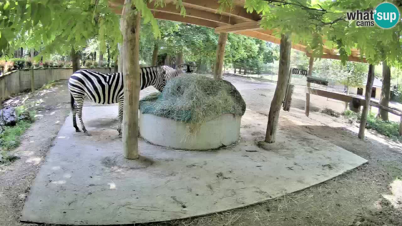 Le Zebre nello ZOO di Ljubljana – Slovenia Live webcam