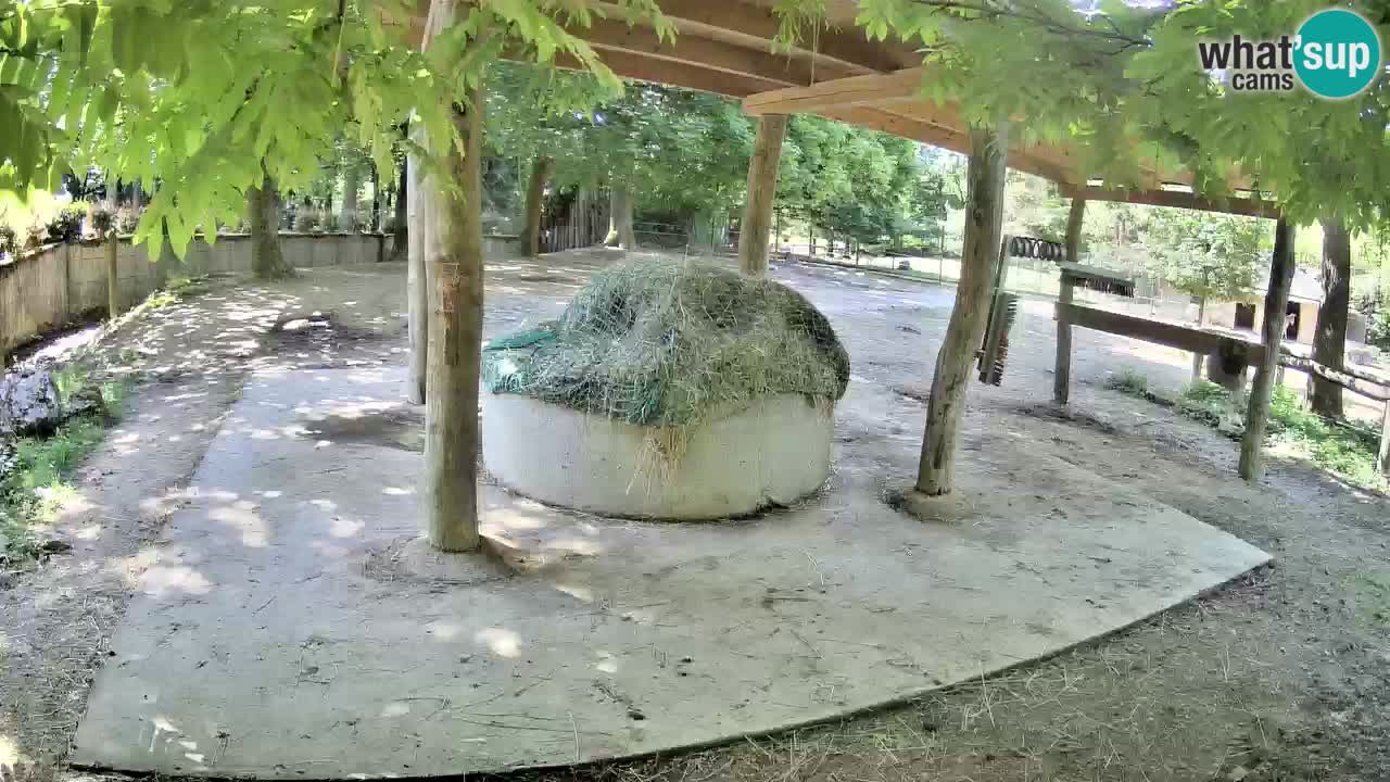 Le Zebre nello ZOO di Ljubljana – Slovenia Live webcam