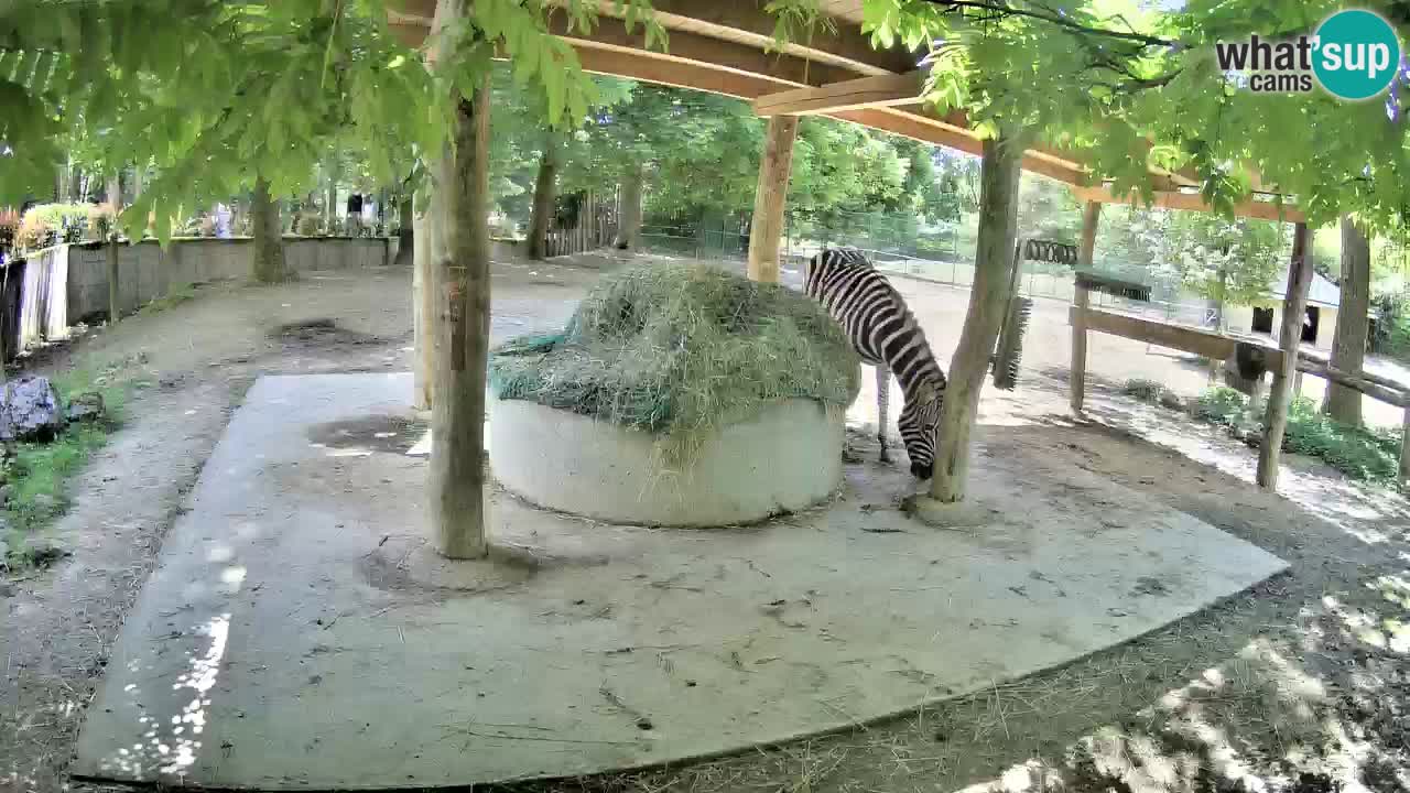 Zebre v živo v živalskem vrtu Ljubljana ZOO spletne kamere