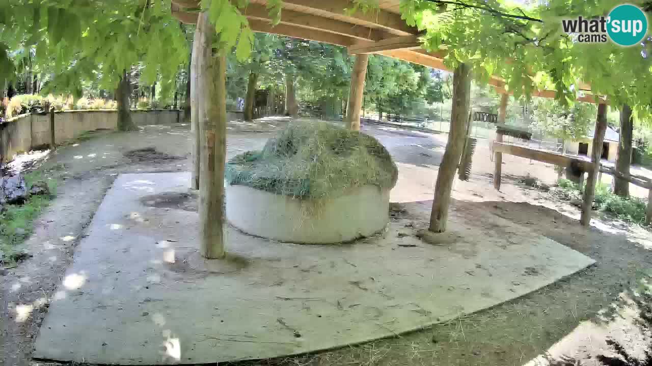 Le Zebre nello ZOO di Ljubljana – Slovenia Live webcam