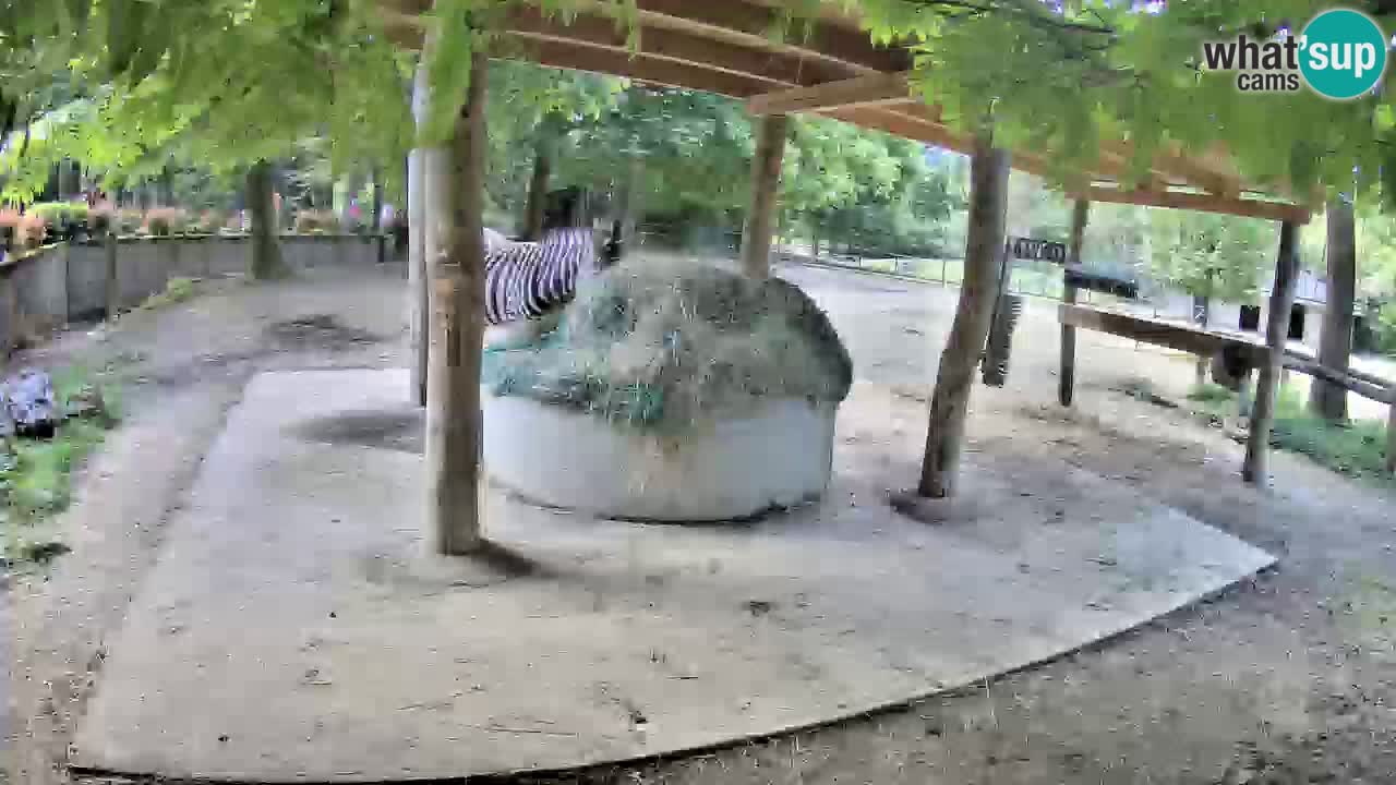 Web kamera uživo Zebras u ZOO Ljubljana – Slovenija